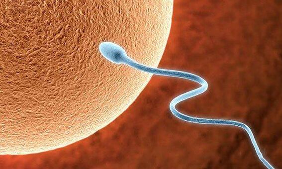 Funcións biolóxicas de pre -ejaculación
